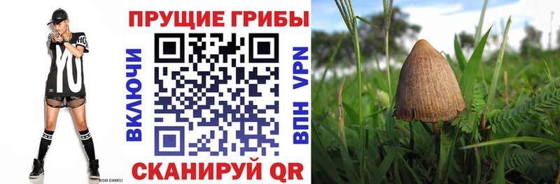 Галлюциногенные грибы GOLDEN TEACHER  Суоярви 